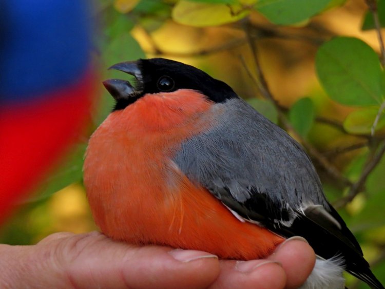 Őszi madártalálka és madárgyűrűzés a nyíregyházi Szelkó-tónál 