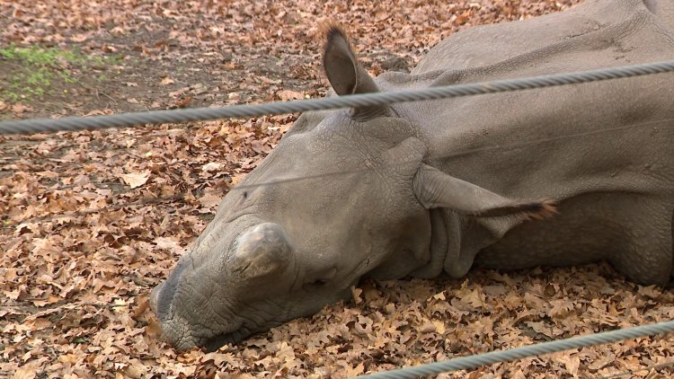 Húsvétra elkészül az India-ház – Európa legmodernebb rinocéroszháza épül Nyíregyházán