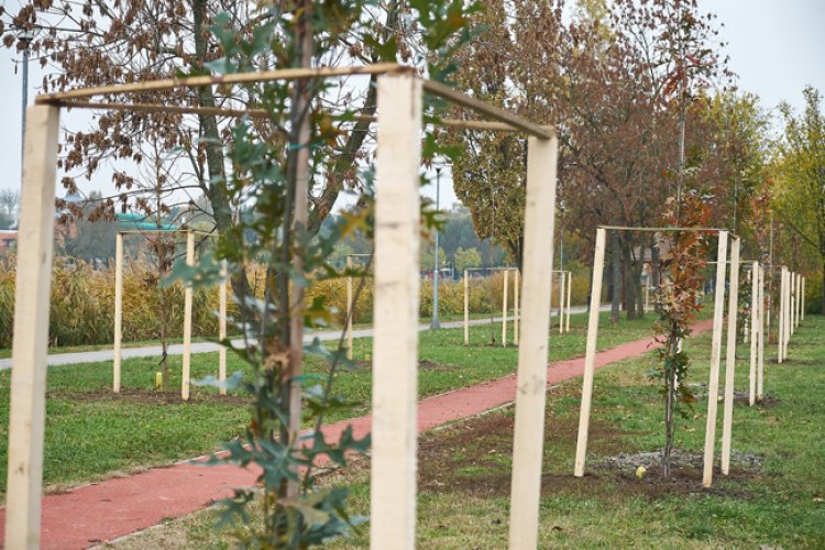 190 fát ültetnek el Sóstón 50 nyíregyházi gazdasági szereplőnek köszönhetően