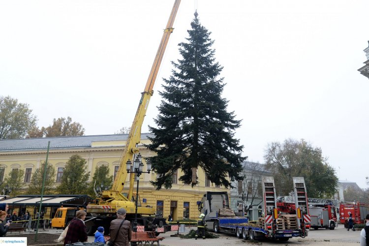 17 méteres a város karácsonyfája – Ünnepi fények igen, vásár azonban idén nem lesz