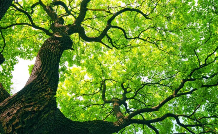 Tizenhat érv a fák mellett – miért fontosak, és miért jó, hogy a közelünkben vannak?