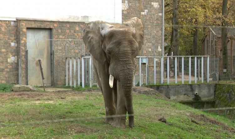 Európa legnagyobb afrikai elefántbikája visszatért családjához a Nyíregyházi Állatparkba