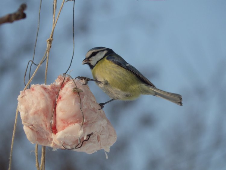 Téli madáretetés: miket, mivel, mikor hol és milyen etetővel?