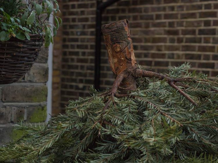 Társasházi lakásból kidobott fenyőfa akadt fenn egy nagy méretű fán Nyíregyházán