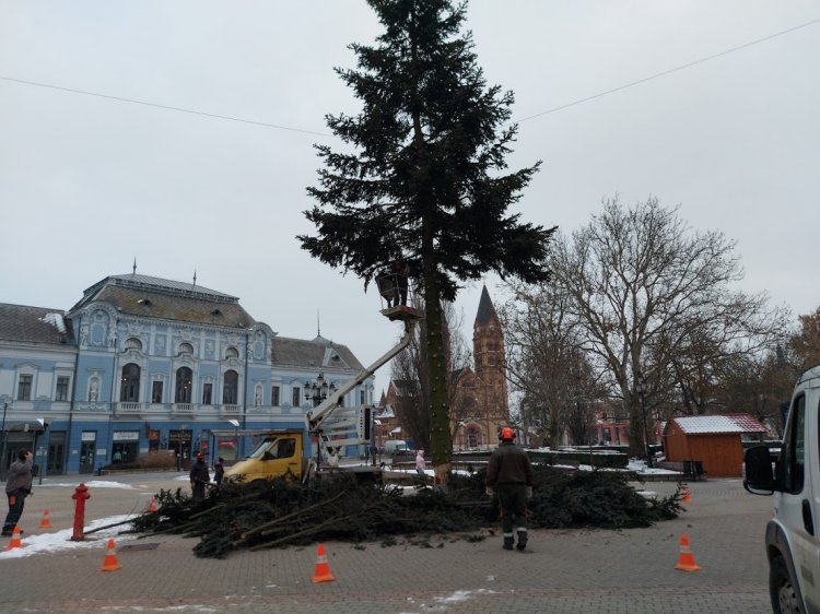 Hétfőn reggel lefűrészelték és elszállították a város karácsonyfáját a Kossuth térről