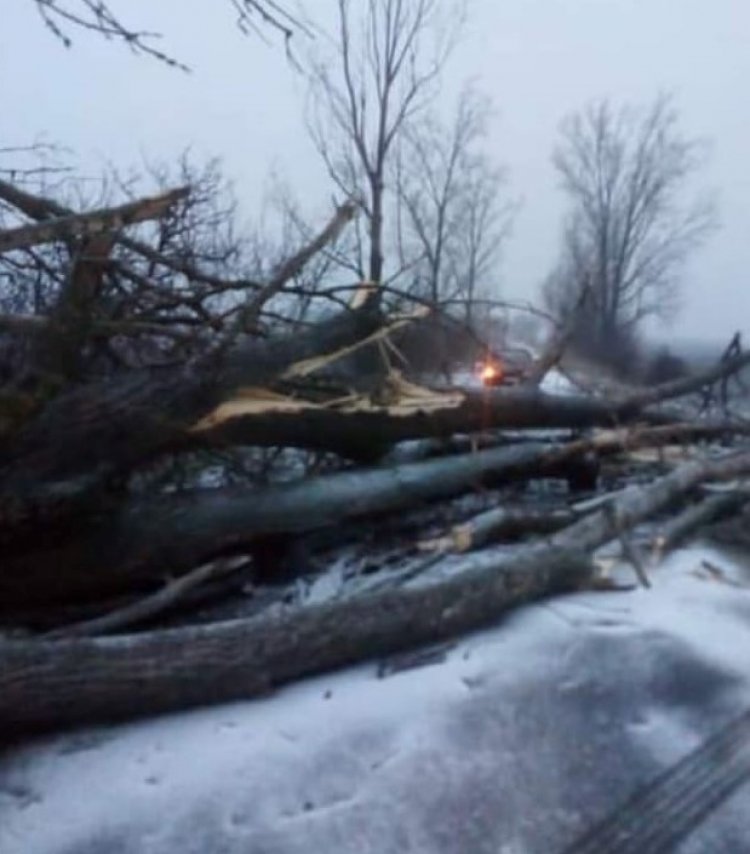 Viharos szél, kidőlt fák – Rengeteg hívás érkezett a katasztrófavédelemhez