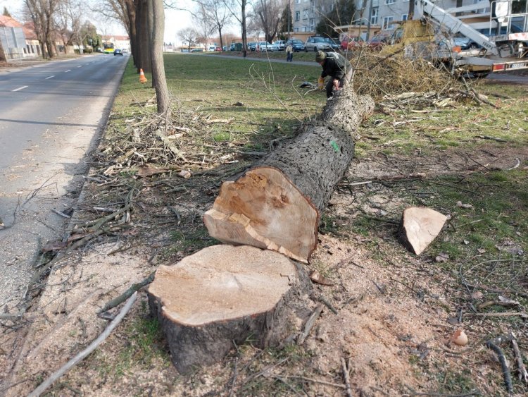 Kivágtak egy fát a Család utcán, a munkálatok alatt forgalomkorlátozás volt érvényben