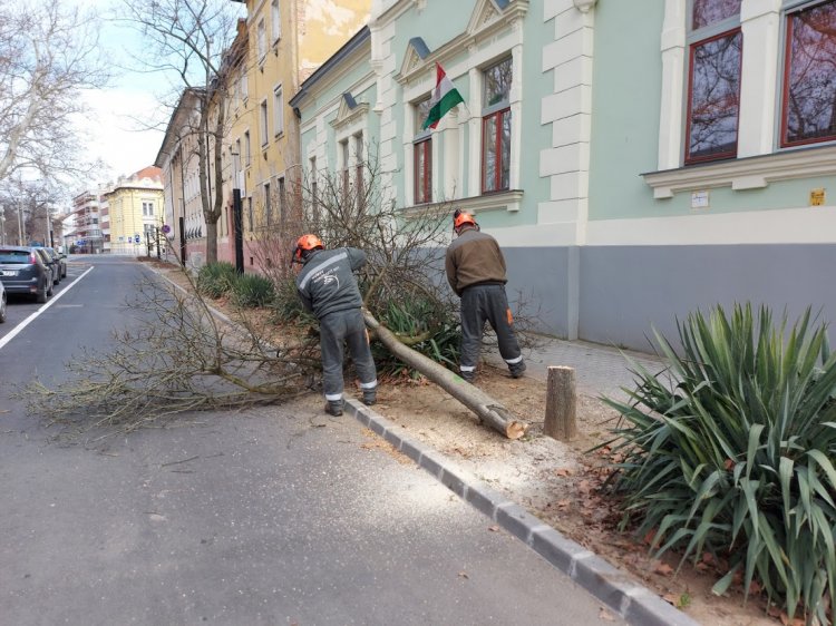 A Benczúr téren három kiszáradt fát vágtak ki a NYÍRVV szakemberei a főkertész utasítására