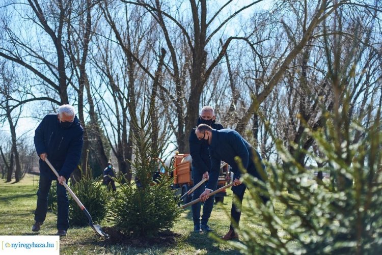 Ültess egy karácsonyfát! – 34 darab gyökeres fenyőt ültettek el a Bujtosi Városligetben