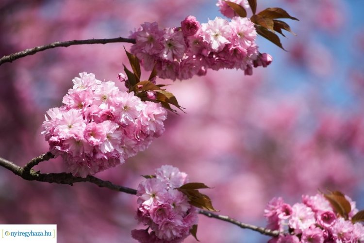 Káprázatos látványt nyújt a japán cseresznyevirágzás Nyíregyházán!