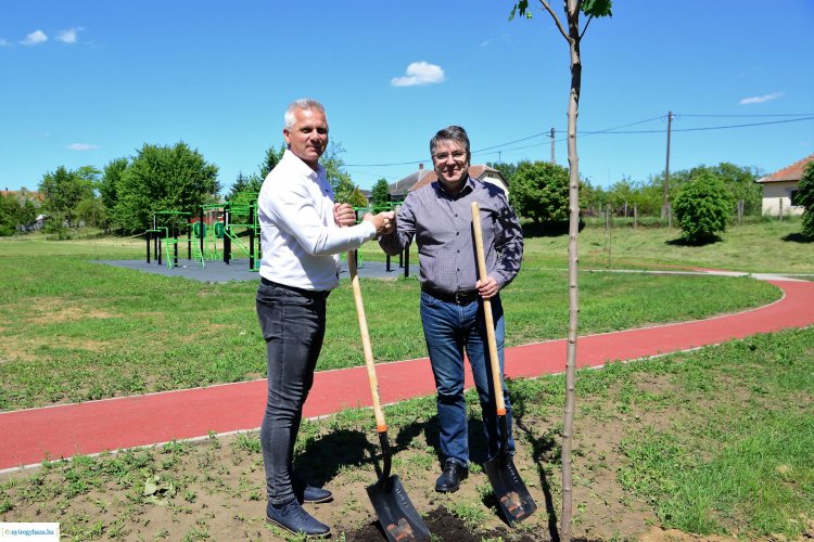 Újabb faültetés Nyíregyházán – 55 darab fát ültettek az új nyírszőlősi kondipark mellett