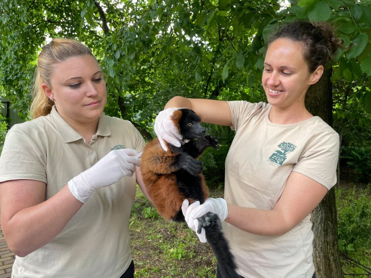 Ritka maki bébi, vörös vari született a Nyíregyházi Állatparkban