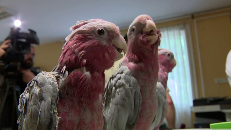 7 papagájféle a madárovi legújabb lakója a Nyíregyházi Állatparkban