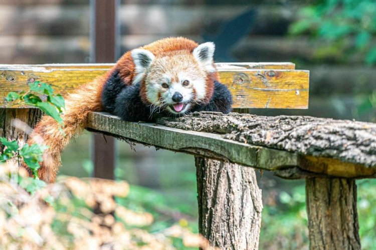 Ma van a Nemzetközi Kis Panda Nap – A Nyíregyházi Állatpark érdekességeket gyűjtött
