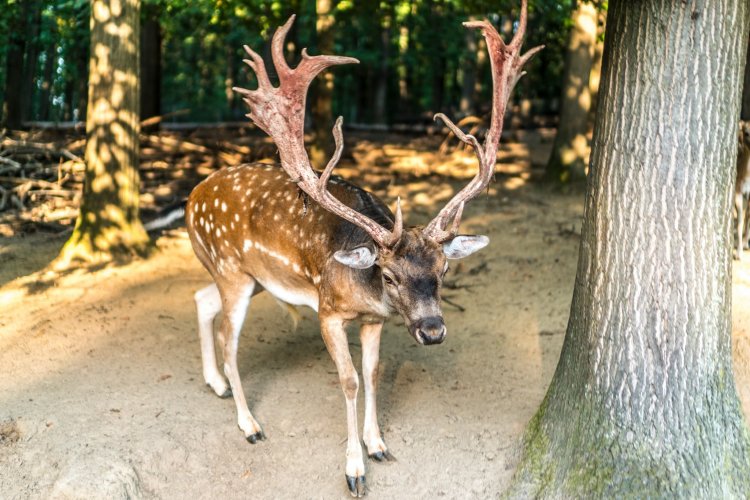 Nyíregyházi Állatpark: itt a dámszarvas randevú, a barcogás ideje