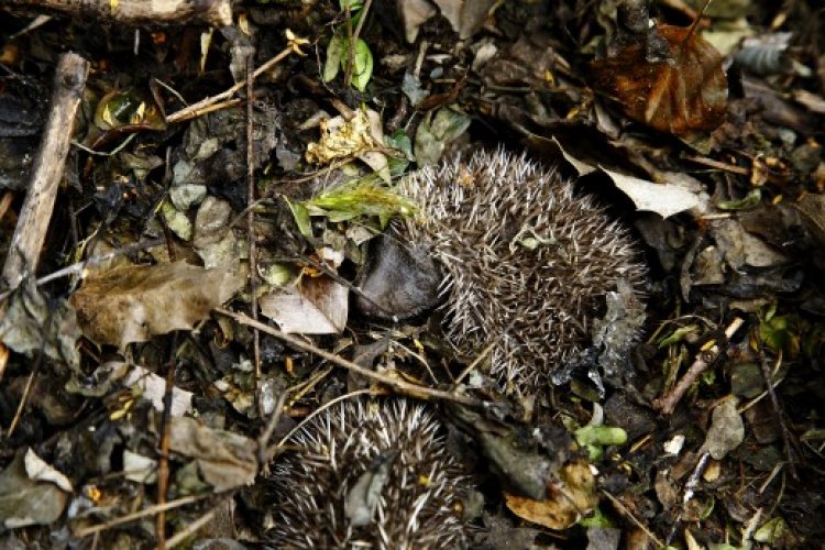 Óvatosan bolygassuk a lombhalmokat, rőzserakásokat – Vigyázzunk a sünökre!