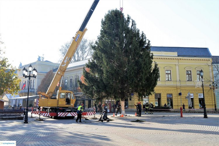 Már a Kossuth téren áll a város karácsonyfája – Ismét lesz adventi forgatag Nyíregyházán