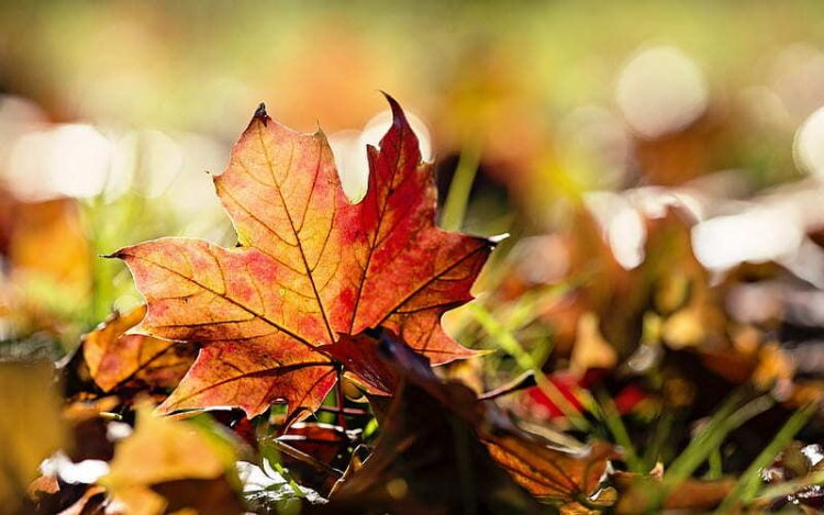 Továbbra is marad a tíz fok körüli novemberi idő