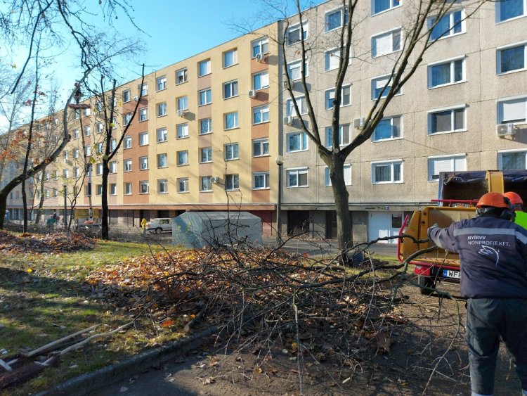 Megkezdődtek a Korányi Frigyes utcán a faápolási és gallyazási munkák