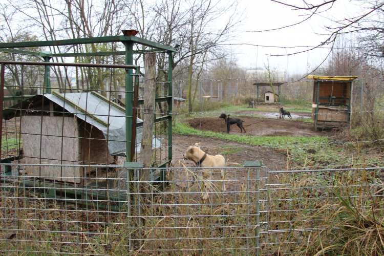 Vádemelés a kutyaviadal szervezői ellen