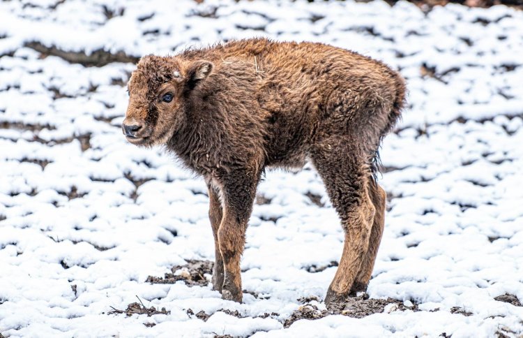 Európai bölényborjú született a Nyíregyházi Állatpark Kárpát-medence élővilágát bemutató kifutórendszerében