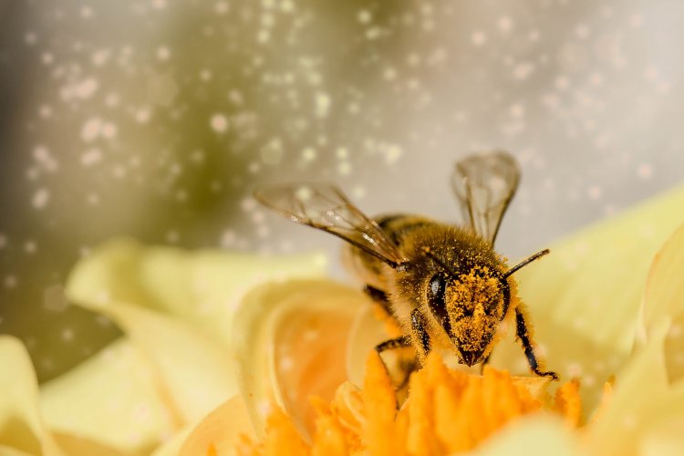 Bee friendly – Barátságban a méhekkel, a V4-ek támogatásával