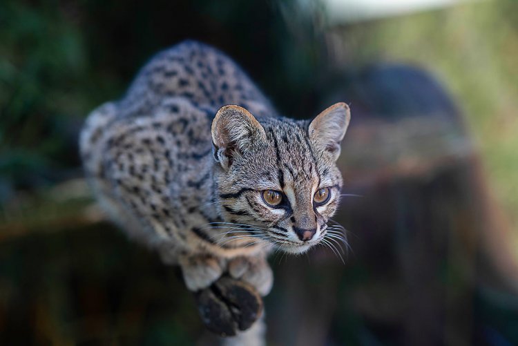 Január 28-a a Geoffroy-macska Világnapja – A Nyíregyházi Állatpark játékot hirdetett közösségi oldalán, belépőjegy a jutalom!