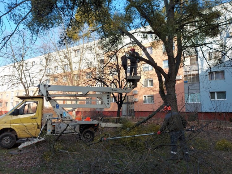 Száraz faágakat vágtak le a Ferenc körúti játszótéren a NYÍRVV munkatársai