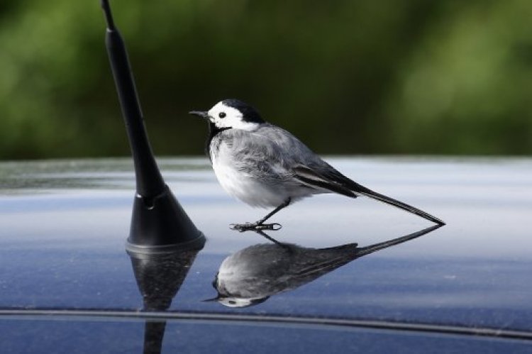 A költési időszak közeledtével máris számítani lehet ablakokat, autókat „támadó" - valójában a saját tükörképükkel harcoló madarakra, de a probléma könnyen kezelhető