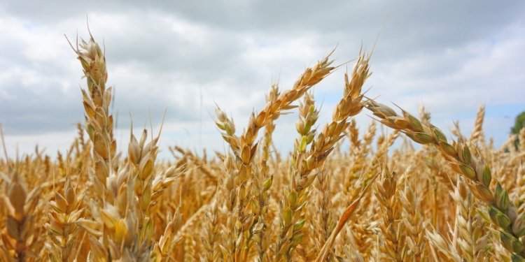 Agrárminisztérium: Meg kell védeni a hazai élelmiszer- és takarmányellátás biztonságát