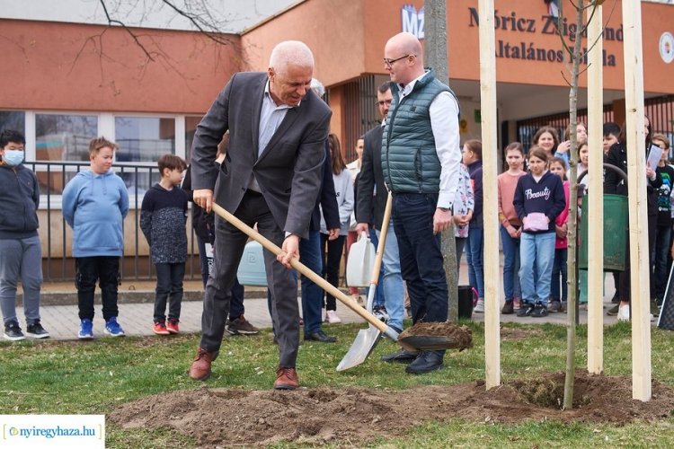 Faültetés a Móricz iskolában – Újabb 50 fát ültettek el Nyíregyházán a tiszta levegőért