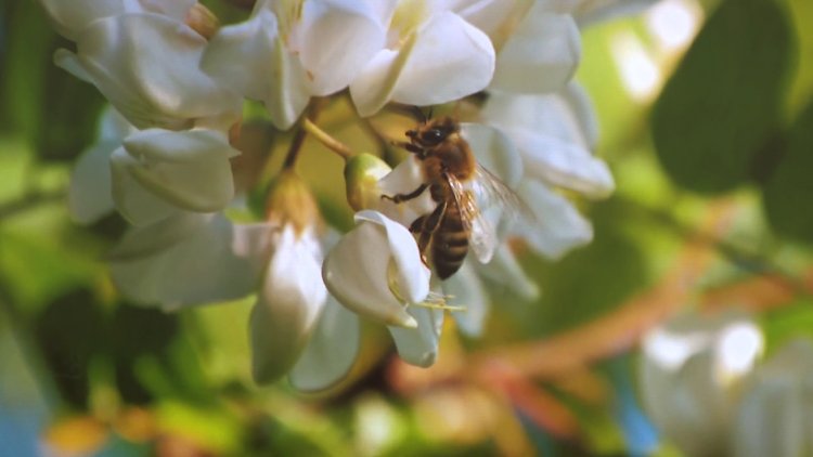 Barátságban a Méhekkel – Az emberiség élelmezése múlhat a megporzók túlélésén