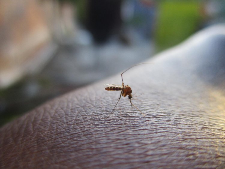 Elkezdődött a biológiai szúnyoglárva-gyérítés Nyíregyházán