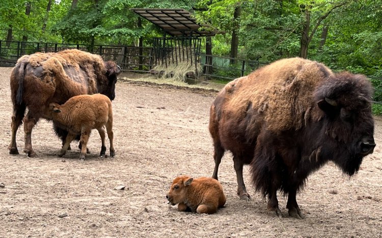 A vendégek előtt látott napvilágot az amerikai bölény csorda legifjabb tagja a Nyíregyházi Állatparkban