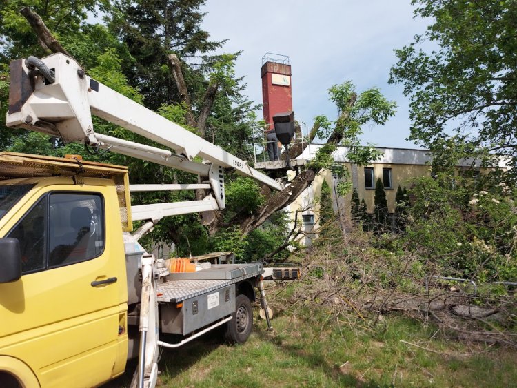 Megkezdődtek a balesetveszélyes fák ápolási munkálatai a Korányi Frigyes utcán