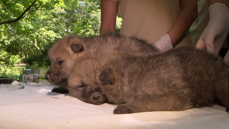 Sarki farkas hármas ikrek születtek