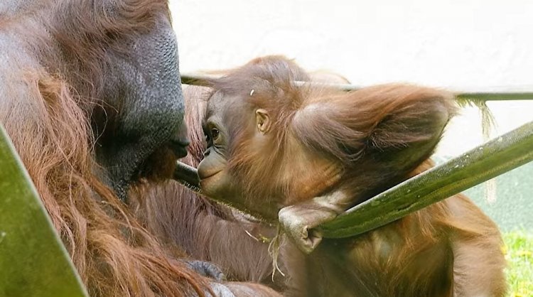 A dániai Aalborg  Zoo-ba került Ruti, a Nyíregyházi Állatpark borneói orangutánja