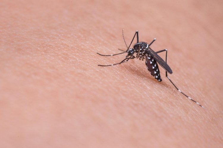 Tájékoztatás földi szúnyoggyérítésről