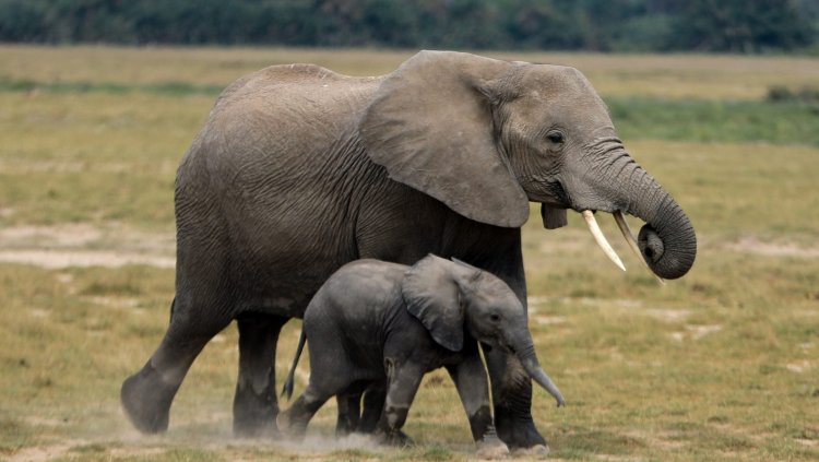 Intelligensek, kiváló a memóriájuk és családcentrikusak – Ma van az elefántok világnapja