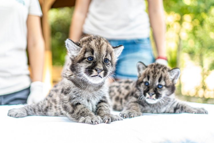 Puma ikrek születtek a Nyíregyházi Állatparkban