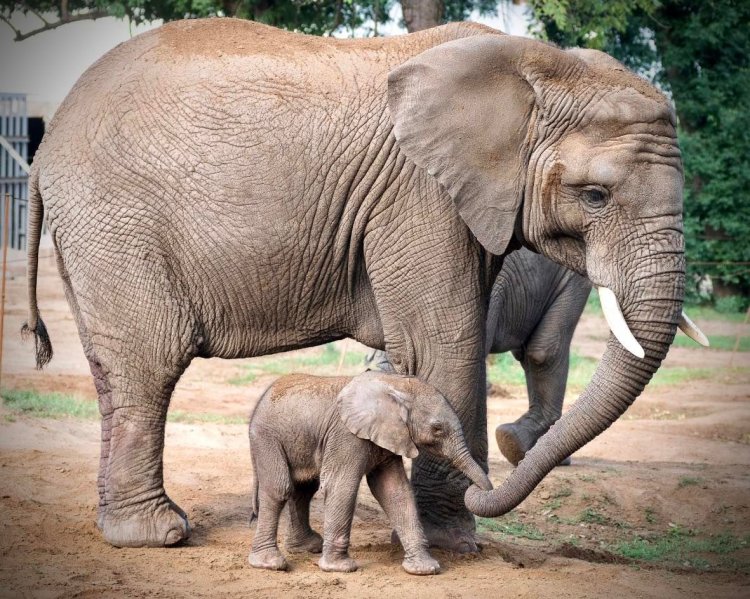 Videón a Nyíregyházi Állatpark legifjabb lakója, afrikai elefántborjú született