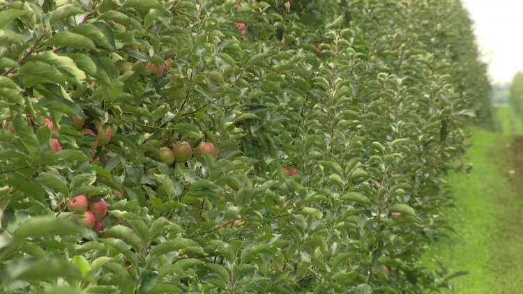 Kevesebb lesz az alma – A szélsőséges időjárás és az energiaköltségek miatt drága lesz a gyümölcs