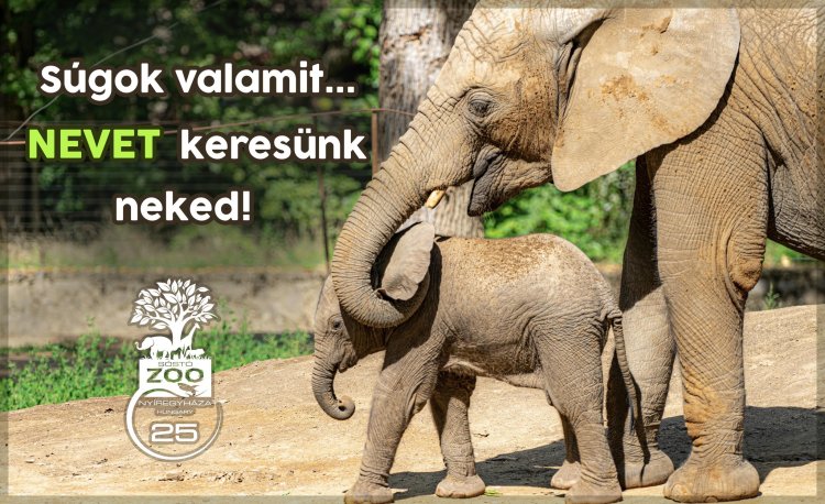 Keresztszülőt keres a Nyíregyházi Állatpark – Adj nevet az afrikai kiselefántnak! 