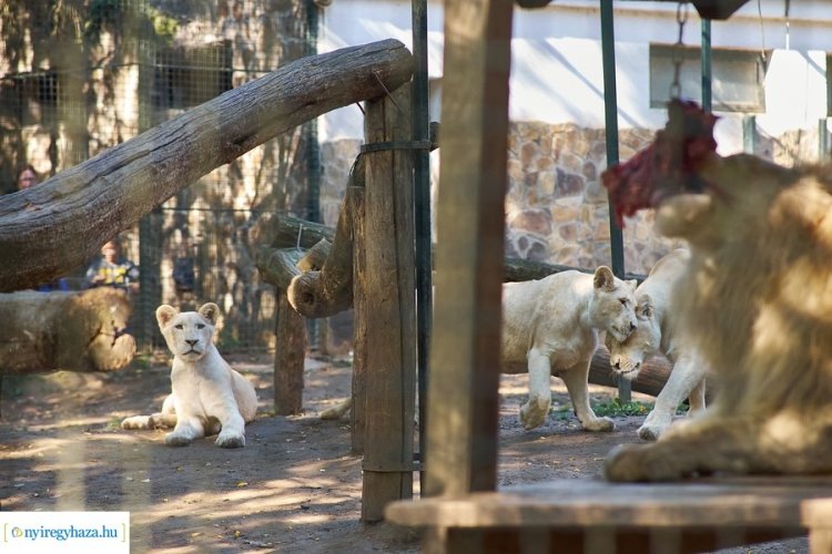 Állatok Világnapja a Nyíregyházi Állatparkban – Kedvezményes jegyek, állati programok!