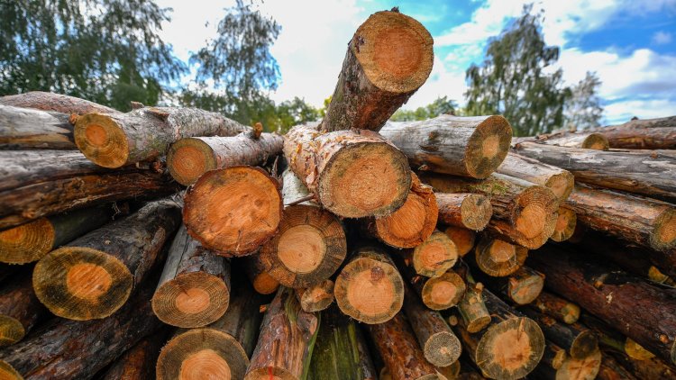 Agrárminisztérium: Növelték a termelési kapacitásaikat az állami erdőgazdaságok