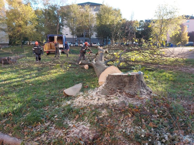 Kivágtak két balesetveszélyes és beteg fát a Semmelweis utcán