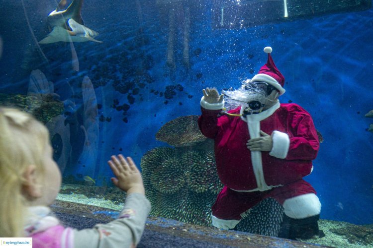 A nagy Mikulás kaland – Karácsonyi hangulat és a Mikulás fogadta a vendégeket az állatparkban