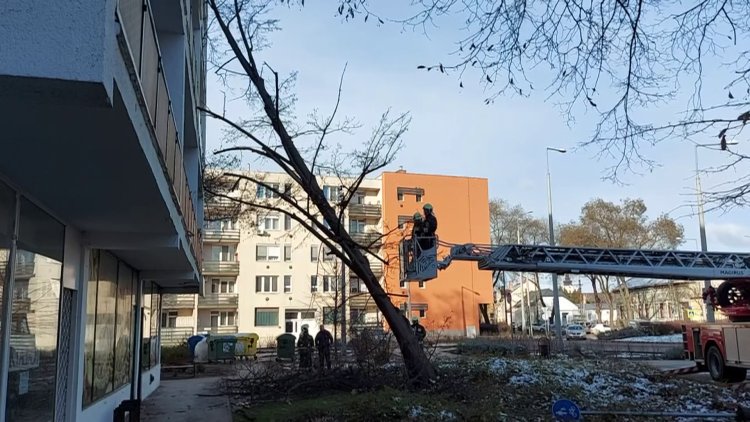 A Szarvas utcán egy társasház erkélyének és homlokzatának dőlt egy fa