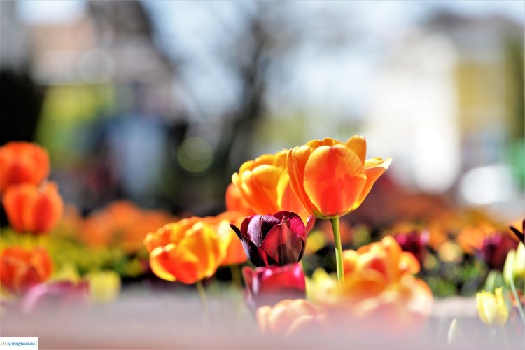 Tavaszi virágok – Ősszel dolgozott meg a tavaszi színpompáért a NYÍRVV