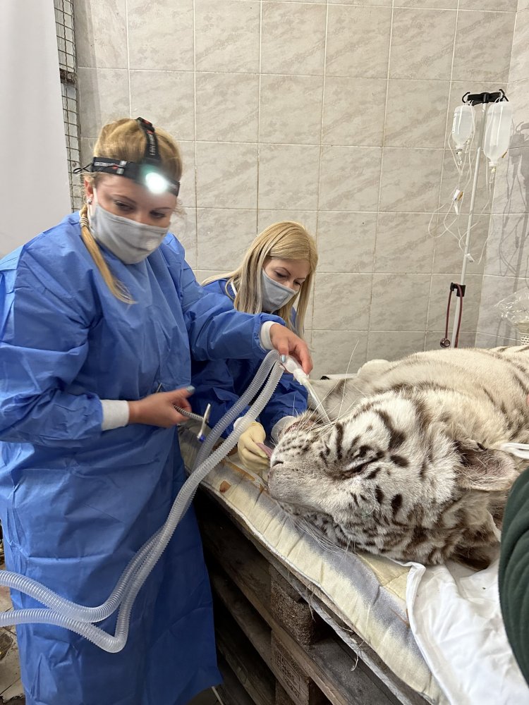 Fogászati műtétet végeztek az állatpark fehér tigrisén